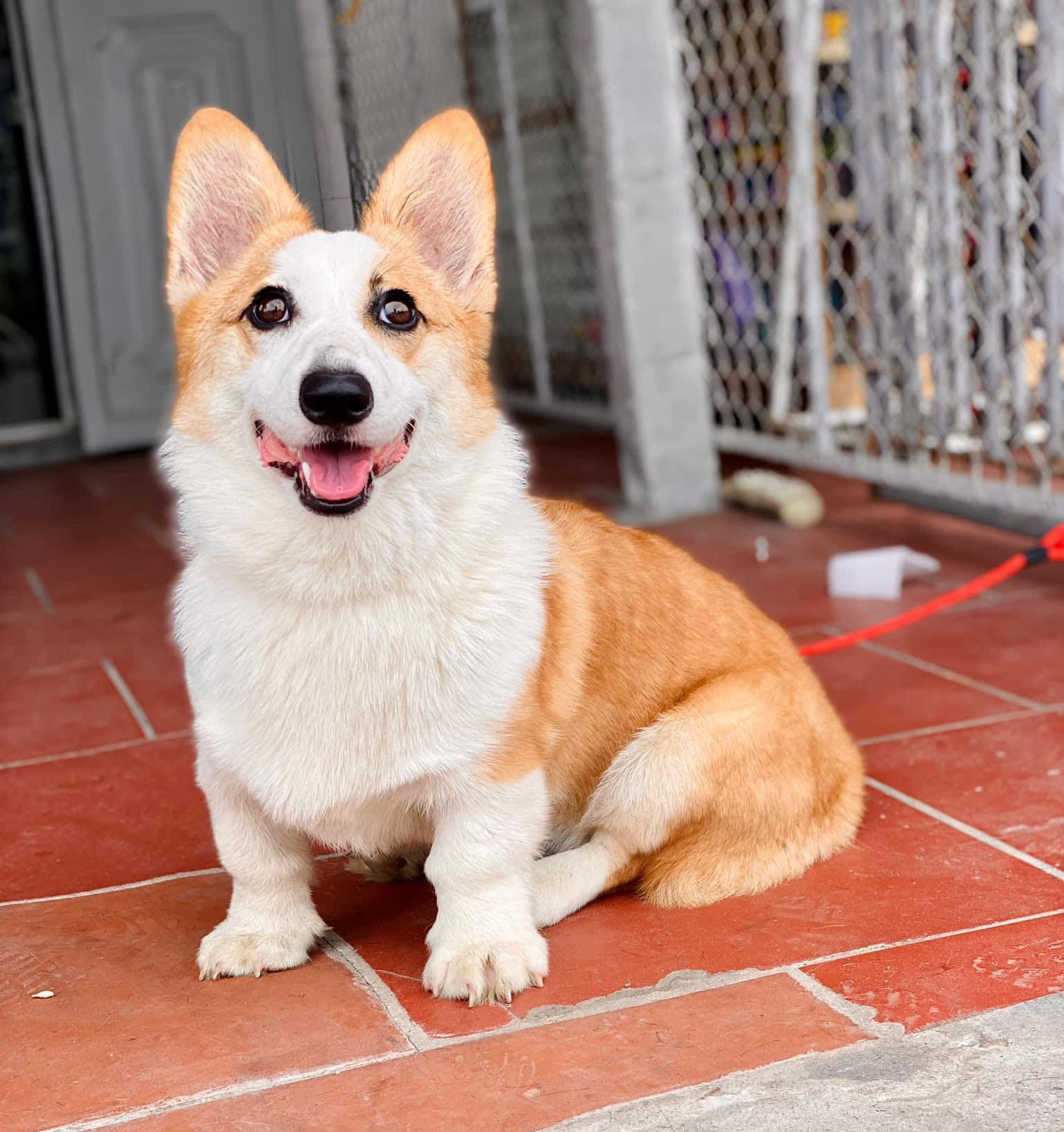 Địa Chỉ Trung Tâm Huấn Luyện Chó Corgi Tại Hà Nội