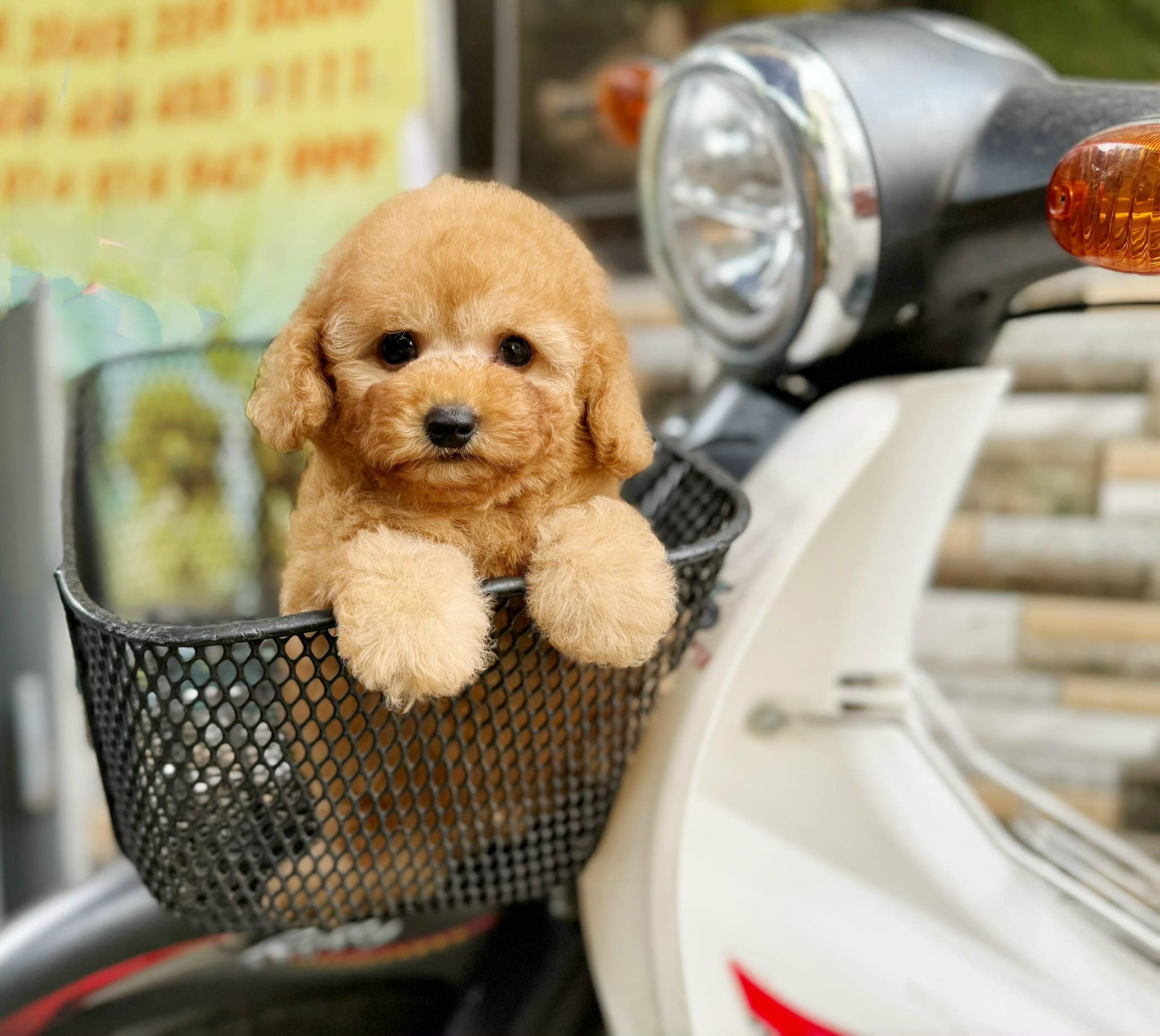 Những thức ăn mà Poodle thích ăn nhất