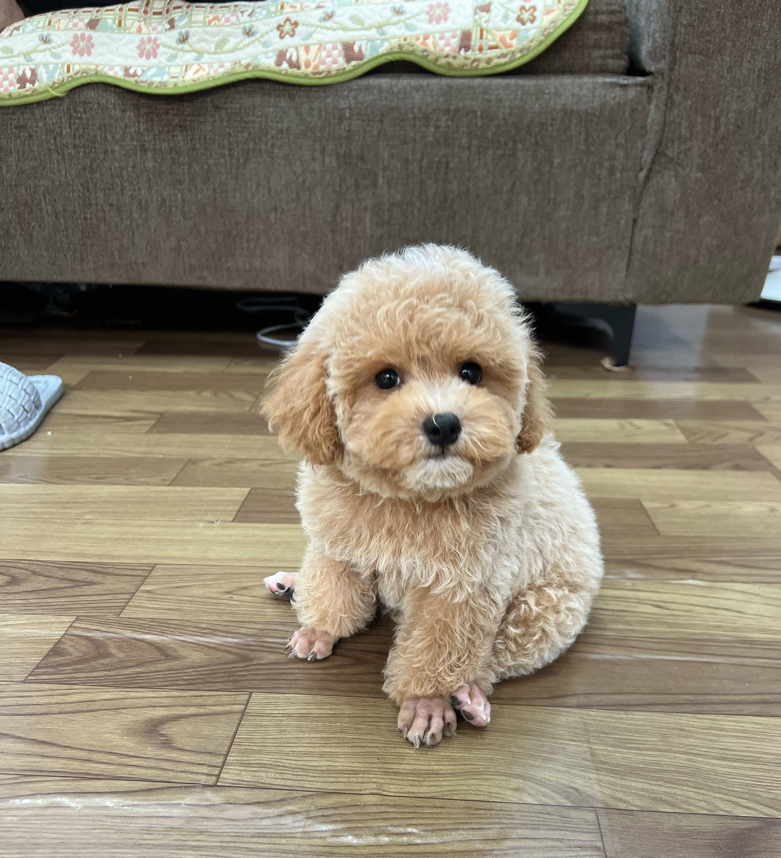 Làm Sao Huấn Luyện Chó Poodle Nghe Lời Mà Không Phá Phách?