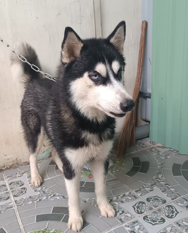 Trung tâm huấn luyện chó husky tại hà nội