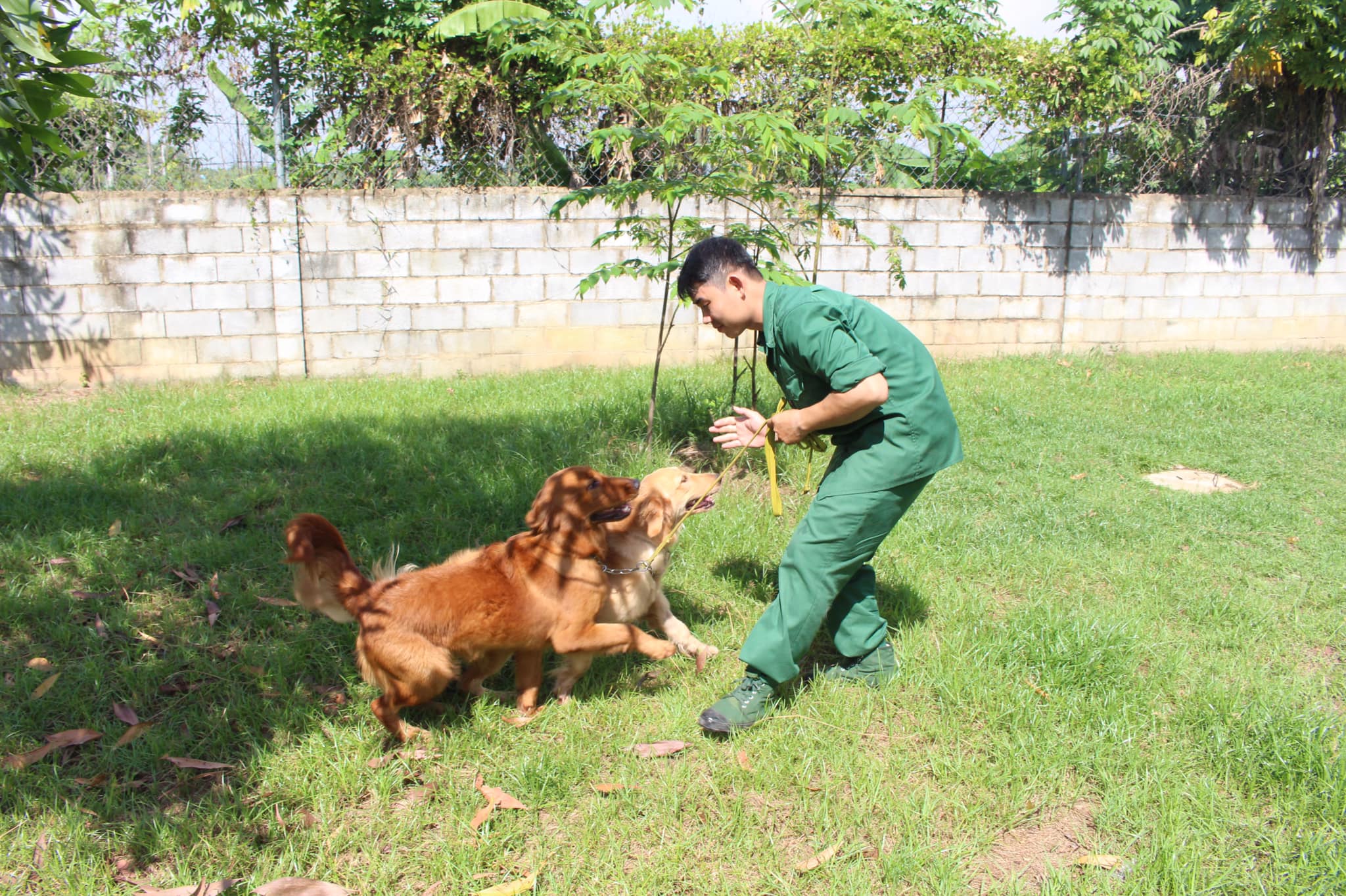 Dịch vụ huấn luyện chó tại nhà Hà Nội