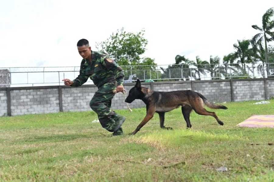 Đào tạo nghề huấn luyện viên dạy chó tại Hà Nội